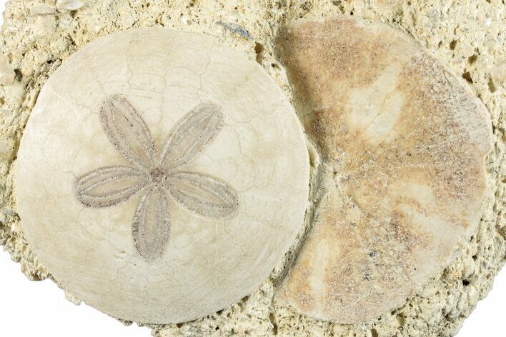 Two Fossil Sand Dollars - France #282928